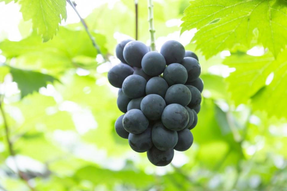 うきは果樹の村やまんどん　ぶどう狩り